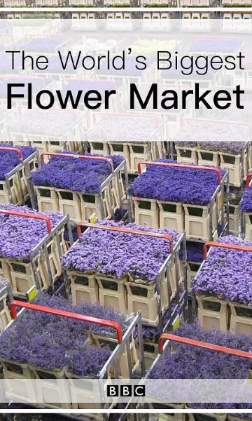世界上最大的鲜花市场