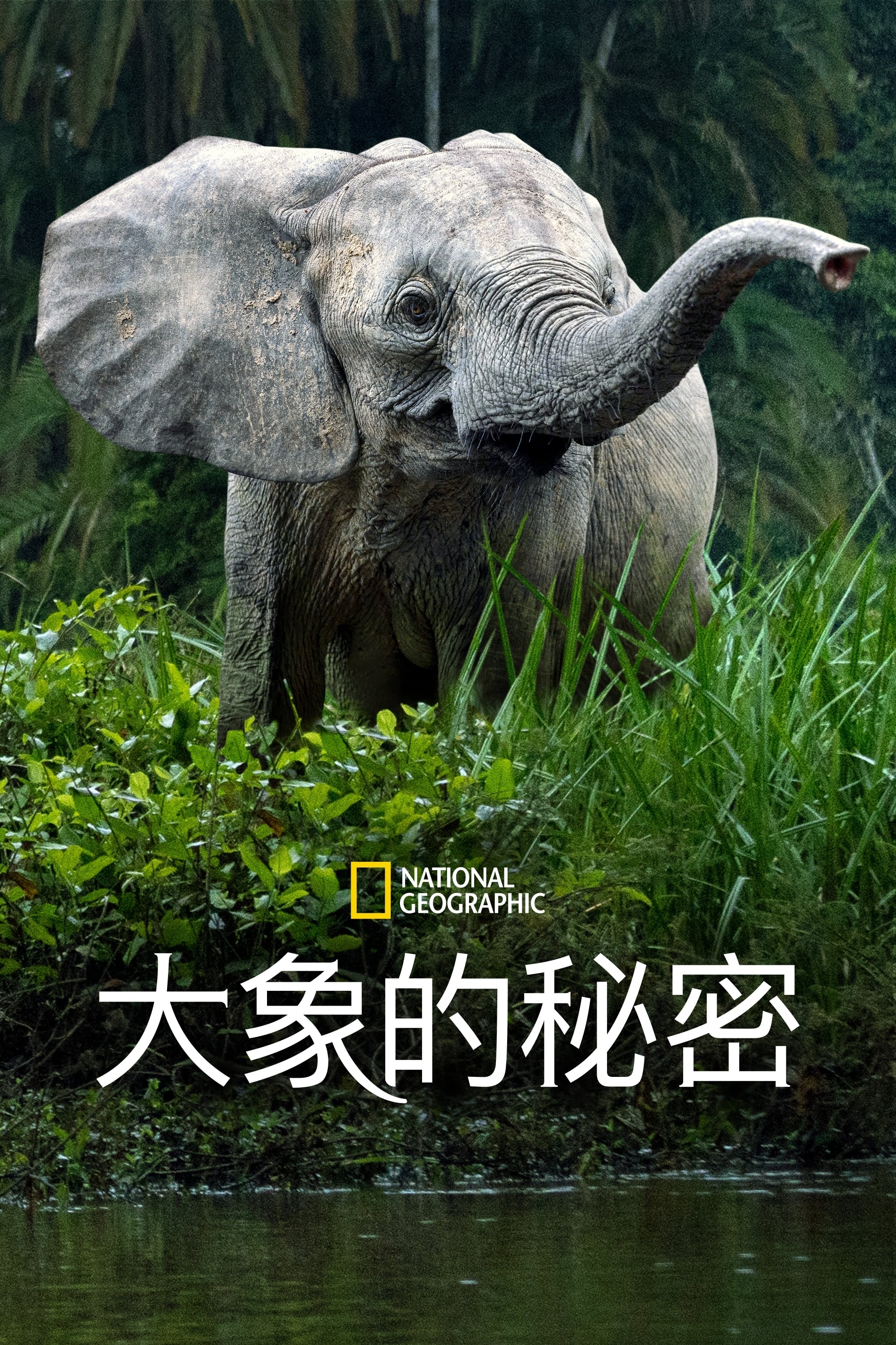大象的秘密