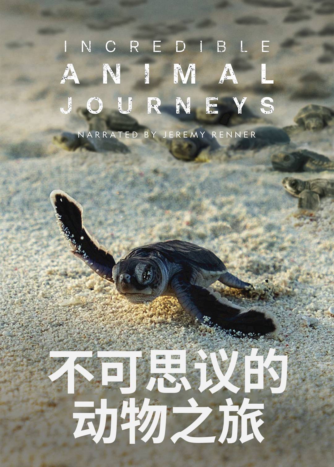 生灵奇旅