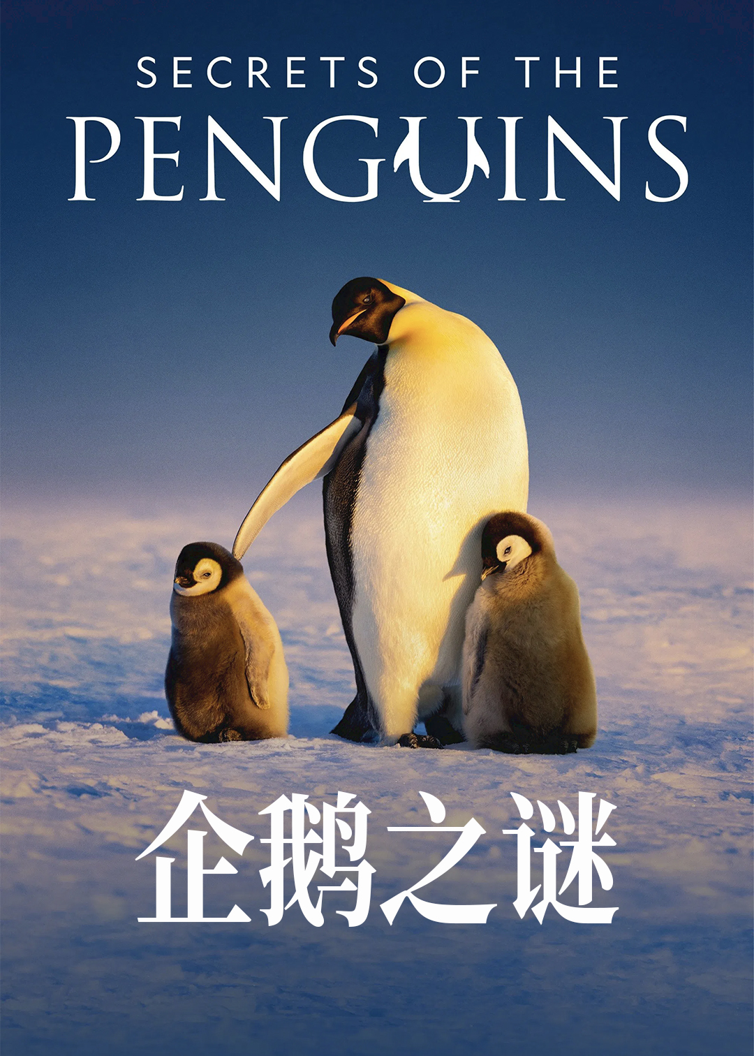 企鹅之谜