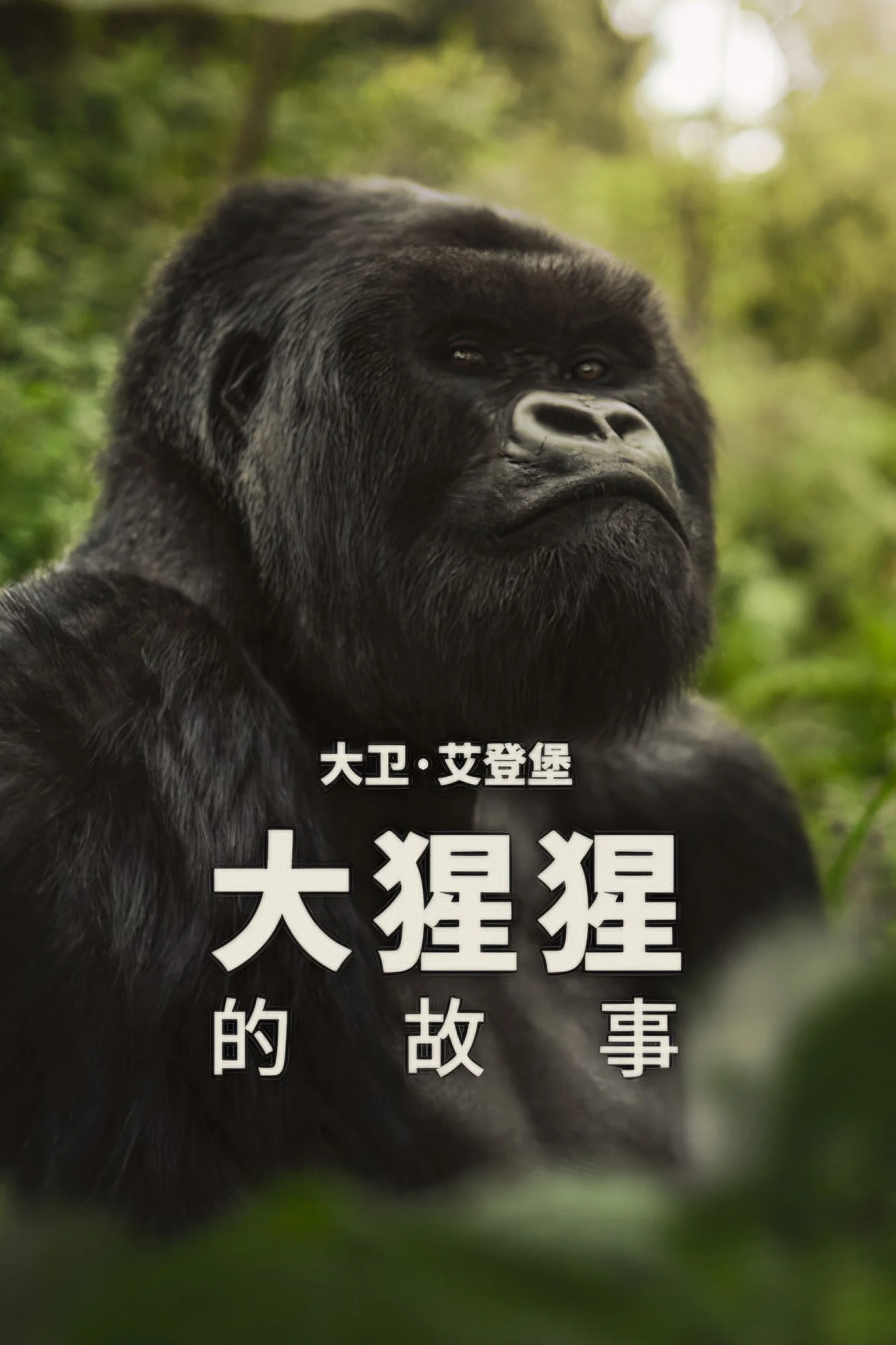 大卫·艾登堡：大猩猩的故事