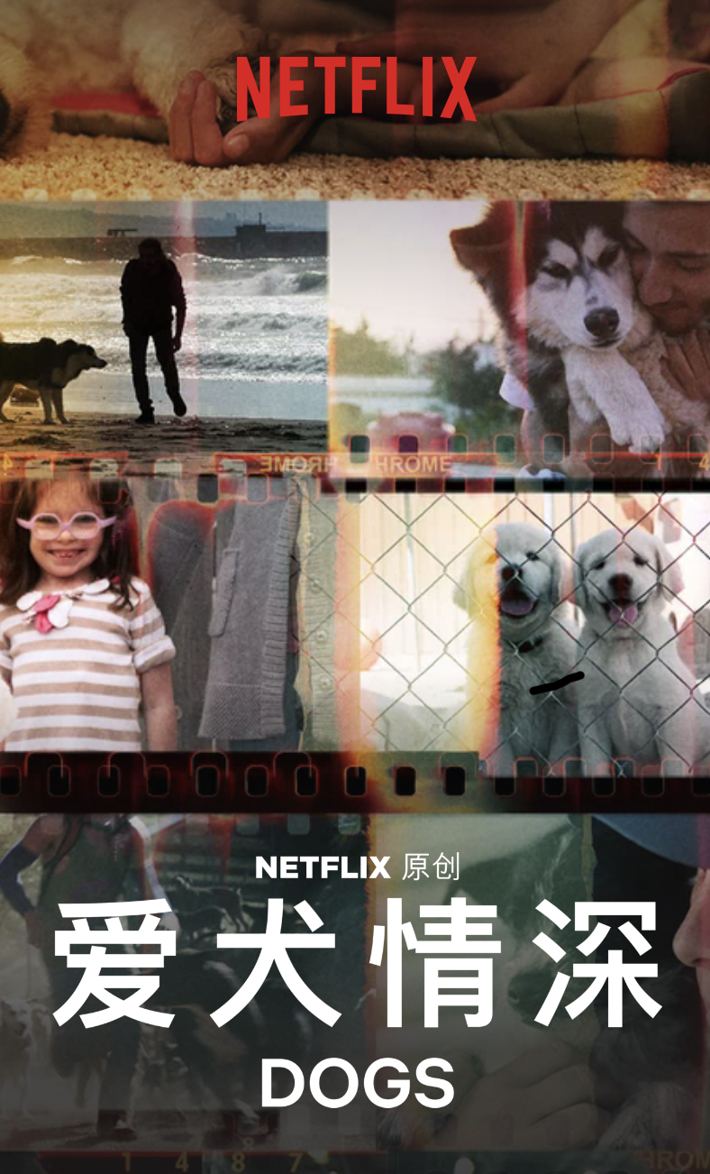 爱犬情深 第二季